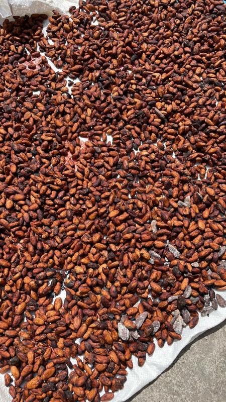Fermented Cocoa Beans from Malaysia